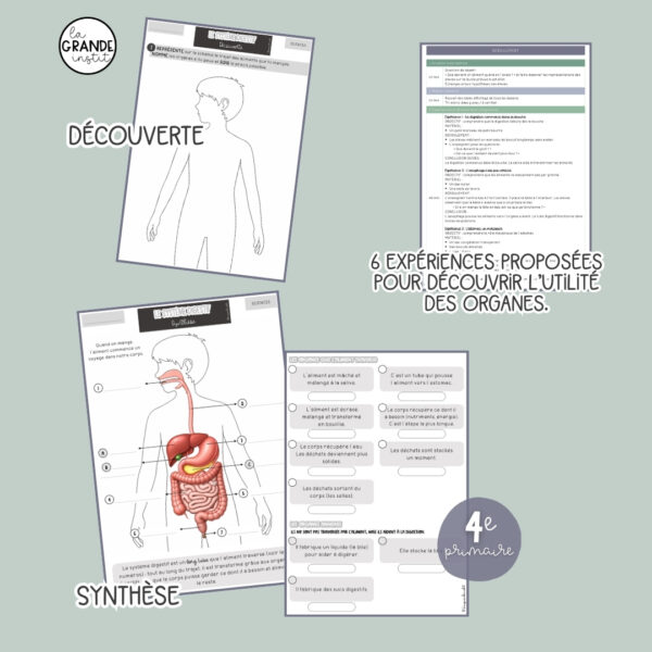 SYSTEME DIGESTIF - Leçon